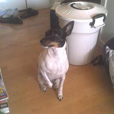 Dansk svensk gaardhund taqita