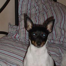 Dansk svensk gaardhund taqita