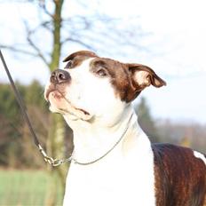 Amerikansk staffordshire terrier True Staff´s All eye´s on