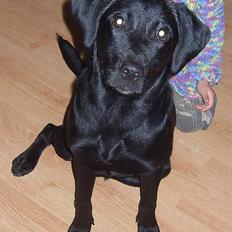 Blanding af racer Rexi