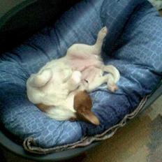 Blanding af racer Vax