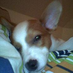 Blanding af racer Vax