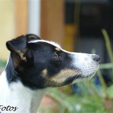 Dansk svensk gaardhund Luca