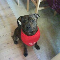 Staffordshire bull terrier Balder