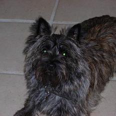 Cairn terrier Otto