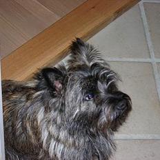 Cairn terrier Otto