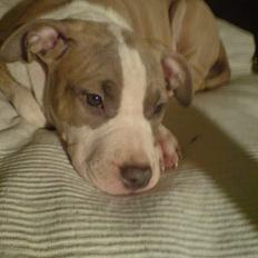 Amerikansk staffordshire terrier Princess Babe R.I.P.  :(