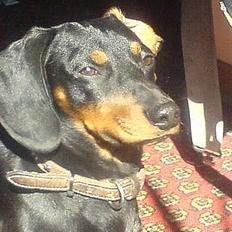 Gravhund Oliver *SAVNES*  