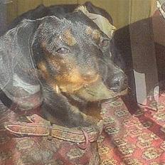 Gravhund Oliver *SAVNES*  