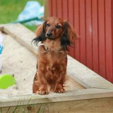 Dværggravhund Tulle RIP november 2012