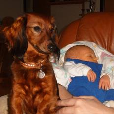 Dværggravhund Tulle RIP november 2012