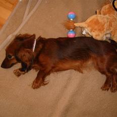 Dværggravhund Tulle RIP november 2012