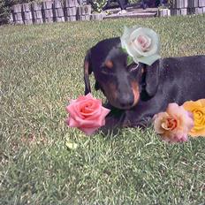 Gravhund Oliver *SAVNES*  