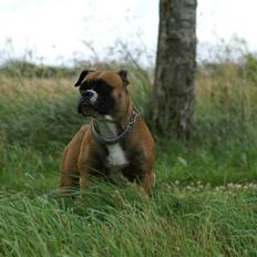 Olde english bulldogge Kenya