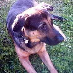 Blanding af racer Basse