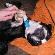 Boston terrier Lance