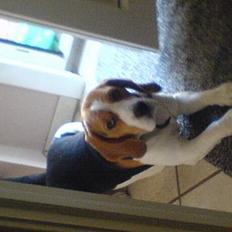 Beagle Basse
