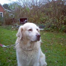 Golden retriever Satchmo