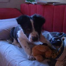 Border collie Charlie