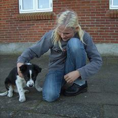 Border collie Charlie