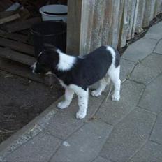 Border collie Charlie