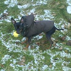 Prazsky krysarik Vega