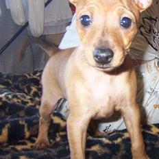 Dvaergpinscher Chanti