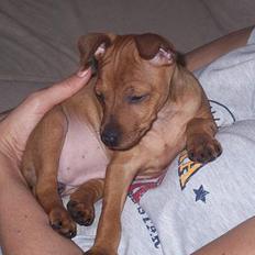 Dvaergpinscher Chanti