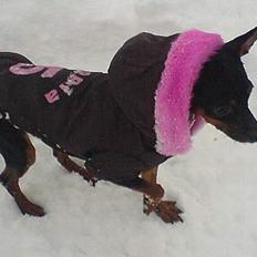 Prazsky krysarik Vega