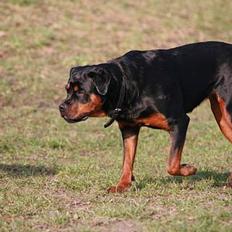 Rottweiler Taija