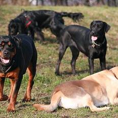 Rottweiler Taija