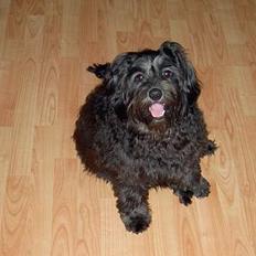 Tibetansk terrier Birthe