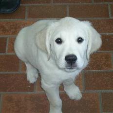 Golden retriever Mondo ( R.I.P. )