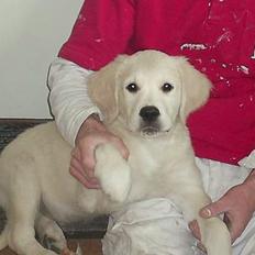 Golden retriever Mondo ( R.I.P. )