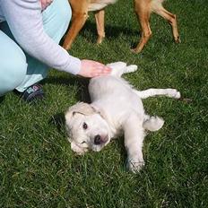 Golden retriever Mondo ( R.I.P. )