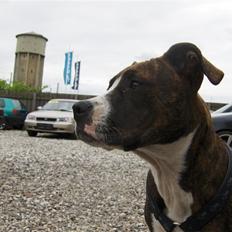 Amerikansk staffordshire terrier Shiva