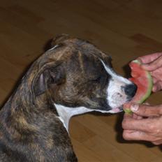 Amerikansk staffordshire terrier Shiva