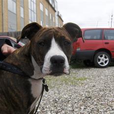 Amerikansk staffordshire terrier Shiva