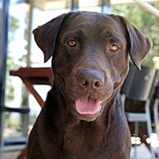 Labrador retriever Milo