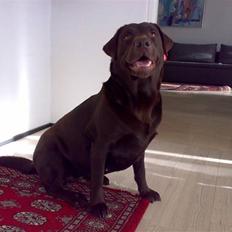 Labrador retriever Milo