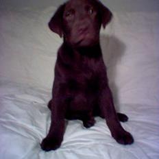 Labrador retriever Milo