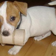 Jack russell terrier Felix