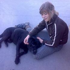 Labrador retriever Burre. aflivet d.27/04 09