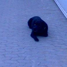 Labrador retriever Burre. aflivet d.27/04 09