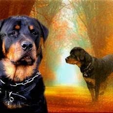 Rottweiler Darcho rip 16/10-09