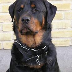 Rottweiler Darcho rip 16/10-09