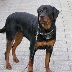 Rottweiler Darcho rip 16/10-09