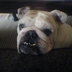 Engelsk bulldog Babe 1996-2008 elsket