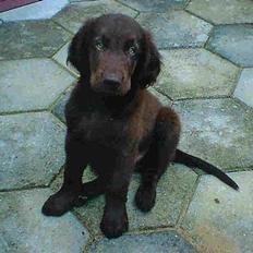 Flat coated retriever Asgeir
