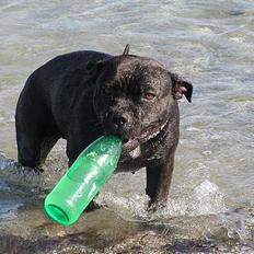 Staffordshire bull terrier Karma